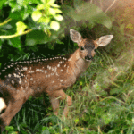 nature_deer
